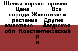 Щенки харька! срочно. › Цена ­ 5 000 - Все города Животные и растения » Другие животные   . Амурская обл.,Константиновский р-н